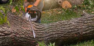Best Tree Cabling and Bracing  in Wilder, KY