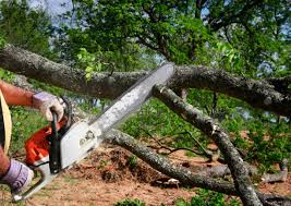 Best Storm Damage Tree Cleanup  in Wilder, KY
