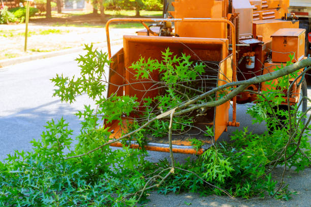 Best Tree Trimming and Pruning  in Wilder, KY