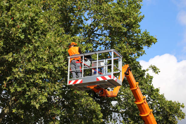 Best Tree Risk Assessment  in Wilder, KY