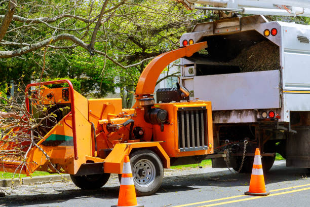 Best Tree Preservation Services  in Wilder, KY