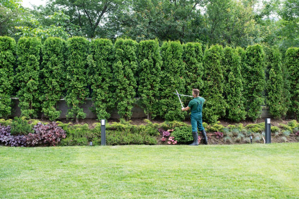 Wilder, KY Tree Services Company