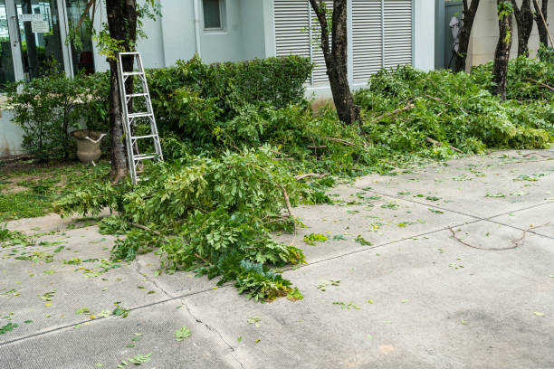 Best Utility Line Clearance  in Wilder, KY