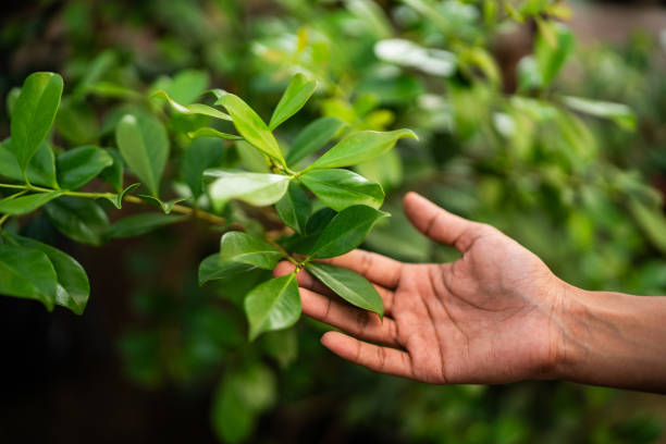 How Our Tree Care Process Works  in  Wilder, KY