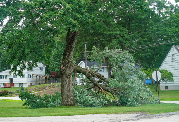 Best Tree Maintenance Programs  in Wilder, KY