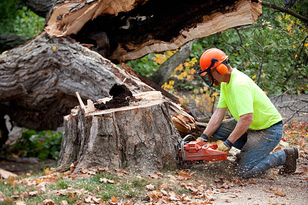 Best Lawn Maintenance Plans  in Wilder, KY