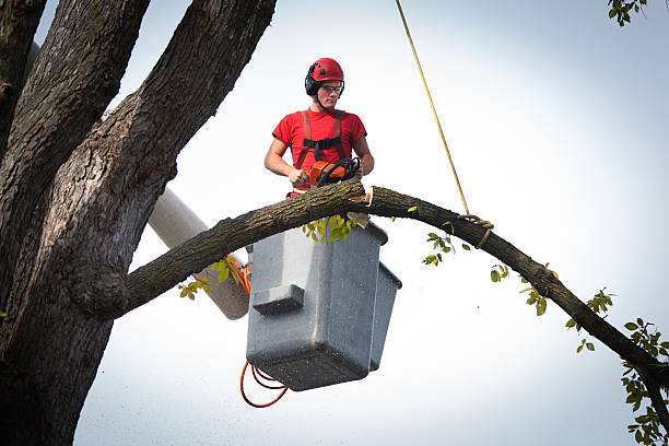 Trusted Wilder, KY Tree Services Experts